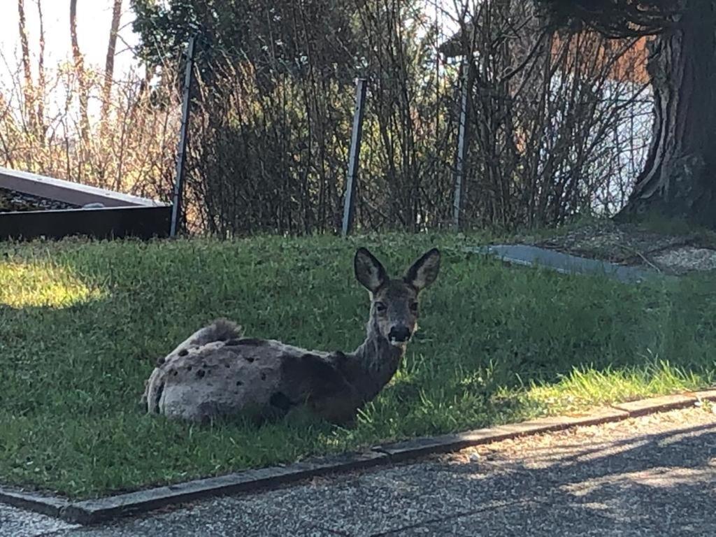 Villa Alpenblick Füssen Zewnętrze zdjęcie